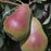 Pear 'Harrow Delight'