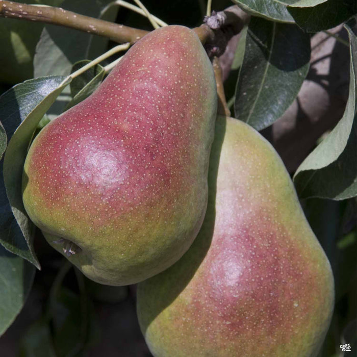 Pear 'Harrow Delight'