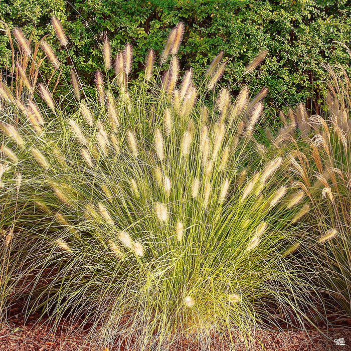Hameln Fountain Grass