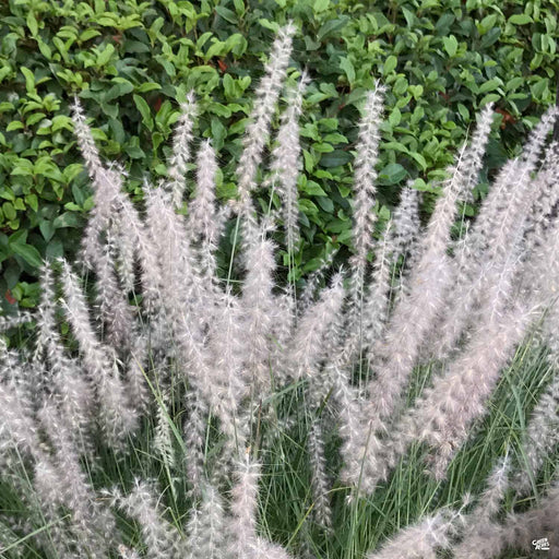 Fountain Grass 'Little Bunny'