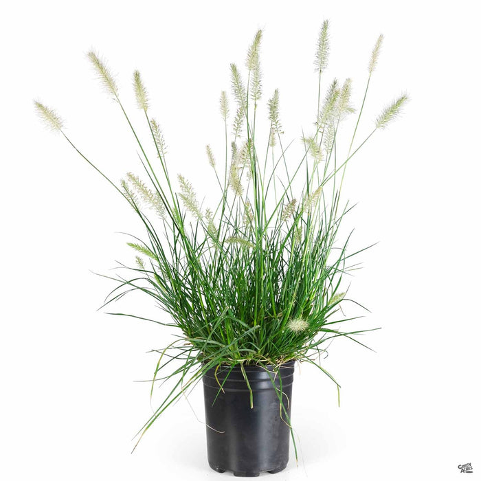 Fountain Grass 'Little Bunny' 1 gallon with more blooms