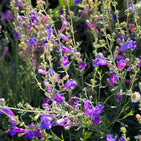 Foothill Penstemon 'Margarita BOP' — Green Acres Nursery & Supply