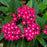 Star Clusters Hot Pink