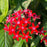 Star Clusters Red