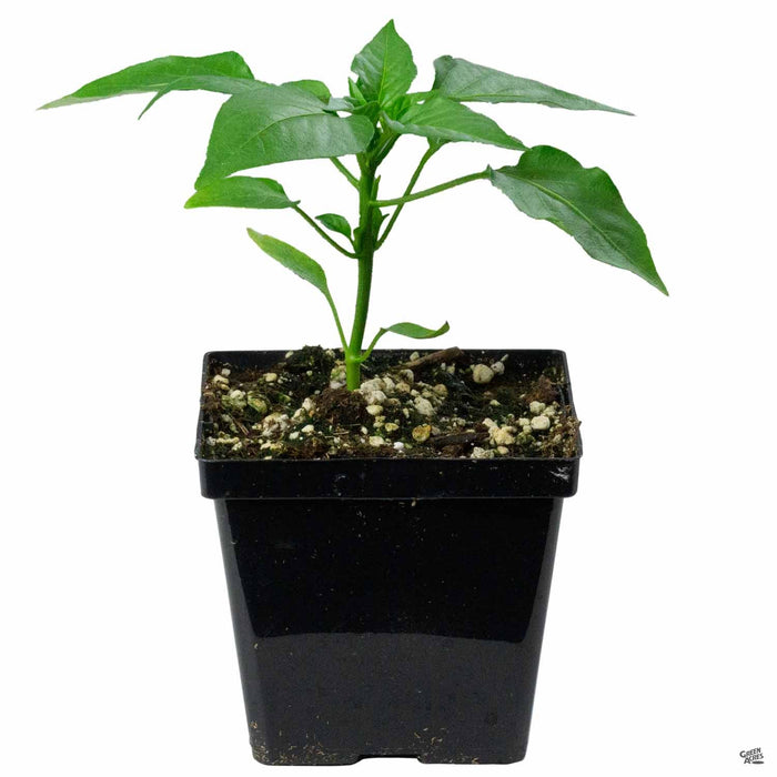 ghost pepper plant in pot Pepper 'Ghost' — Green Acres Nursery & Supply