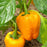Pepper 'Orange Bell' on Plant