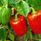 Sweet Red Bell Pepper on plant