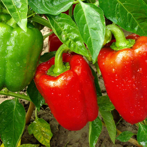 Sweet Red Bell Pepper on plant