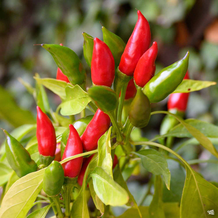 'Calabrian Chile' Pepper