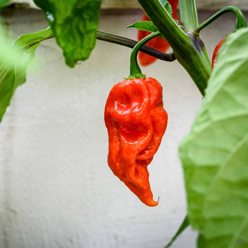 Ghost Pepper plant