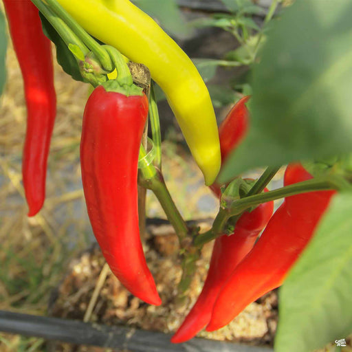 'Hungarian Hot Wax' Pepper plant