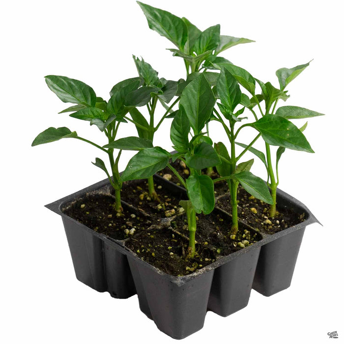 Yellow Bell Pepper on Plant 6 pack