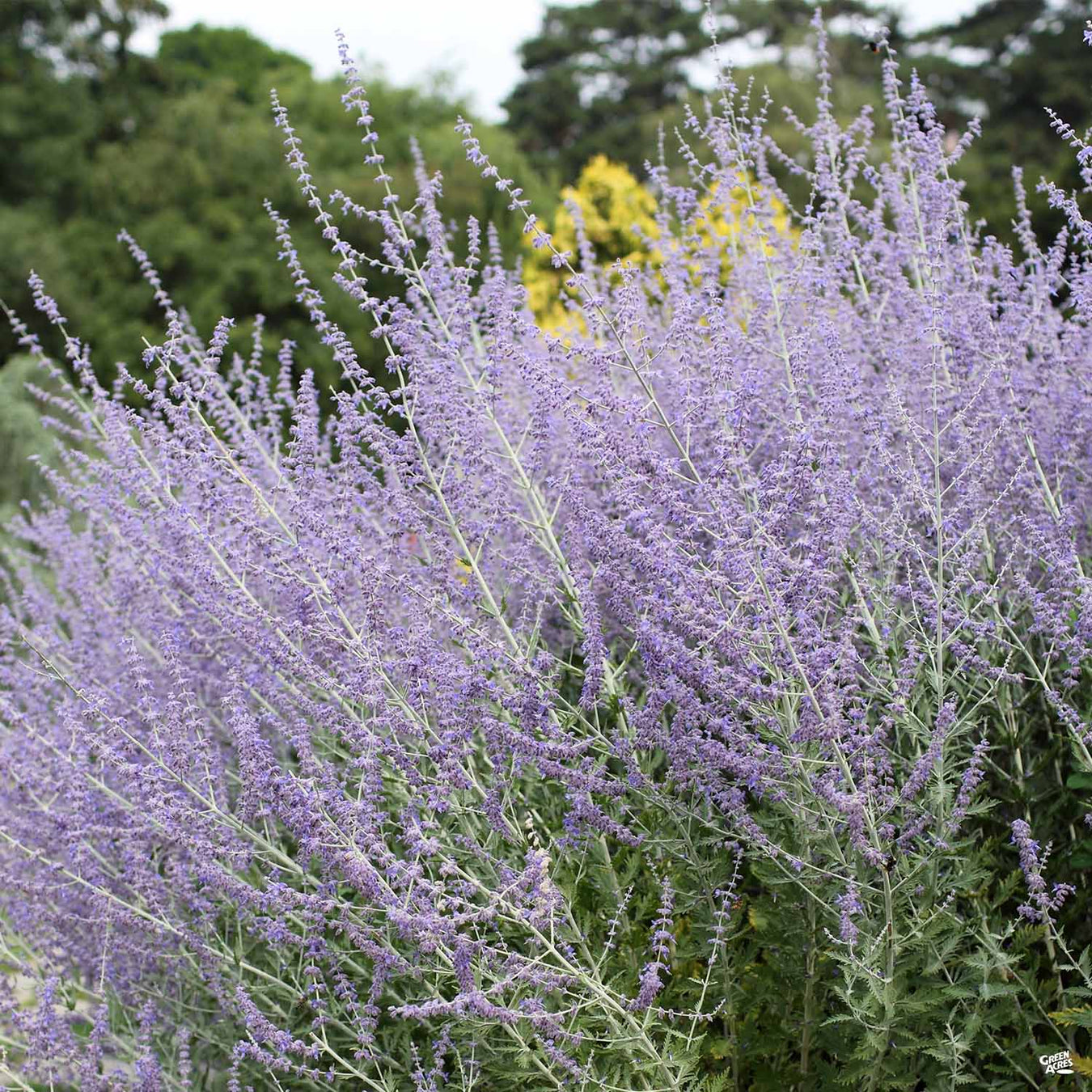 Russian Sage