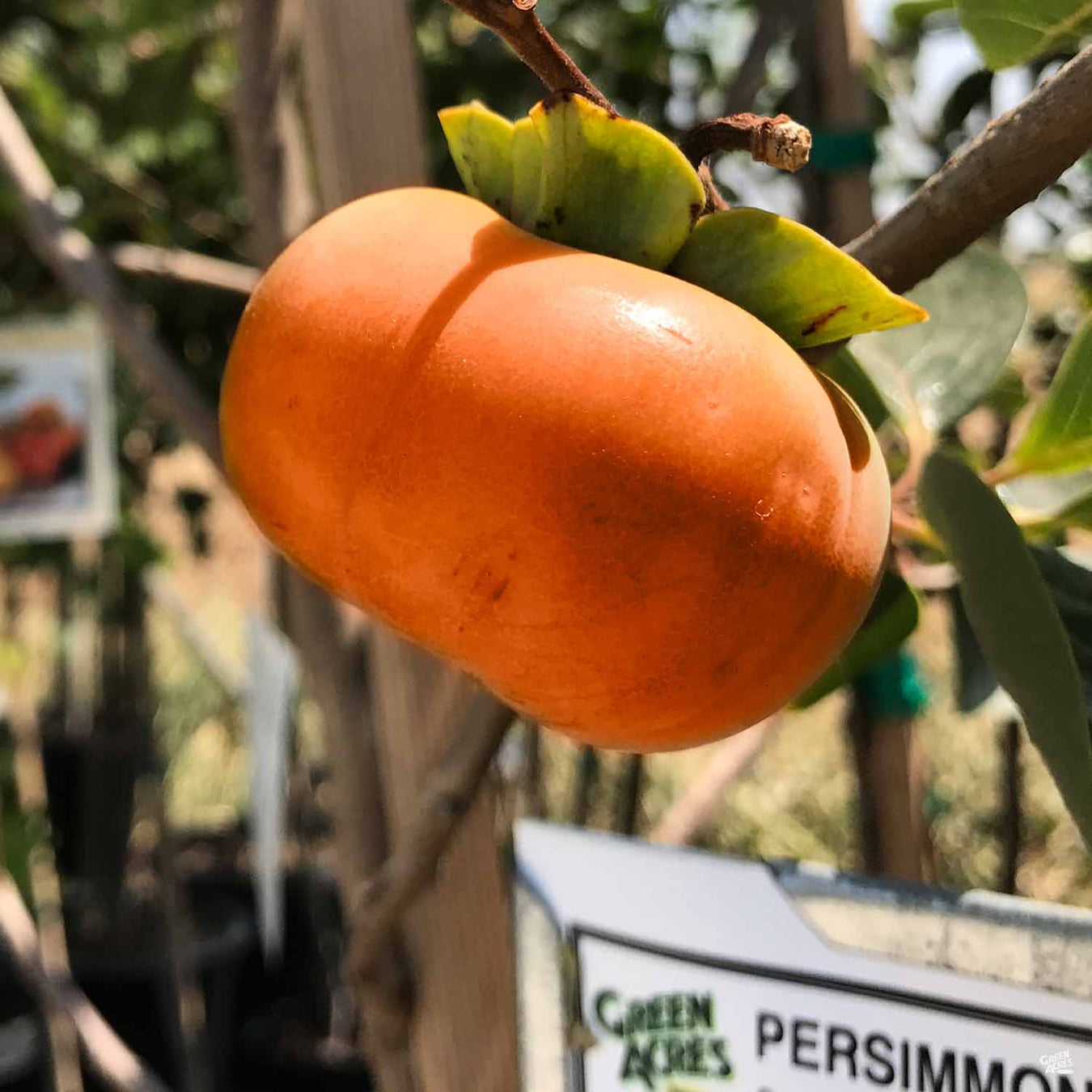 Persimmon Trees