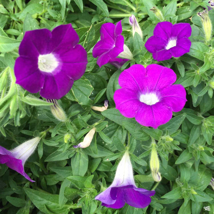 Petunia - Purple