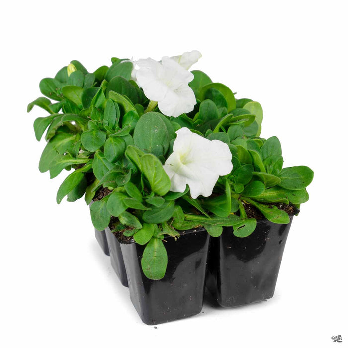 Petunia 6-pack White
