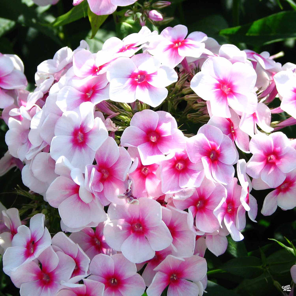 Summer Phlox — Green Acres Nursery & Supply