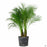 Pygmy Date Palm 14 inch