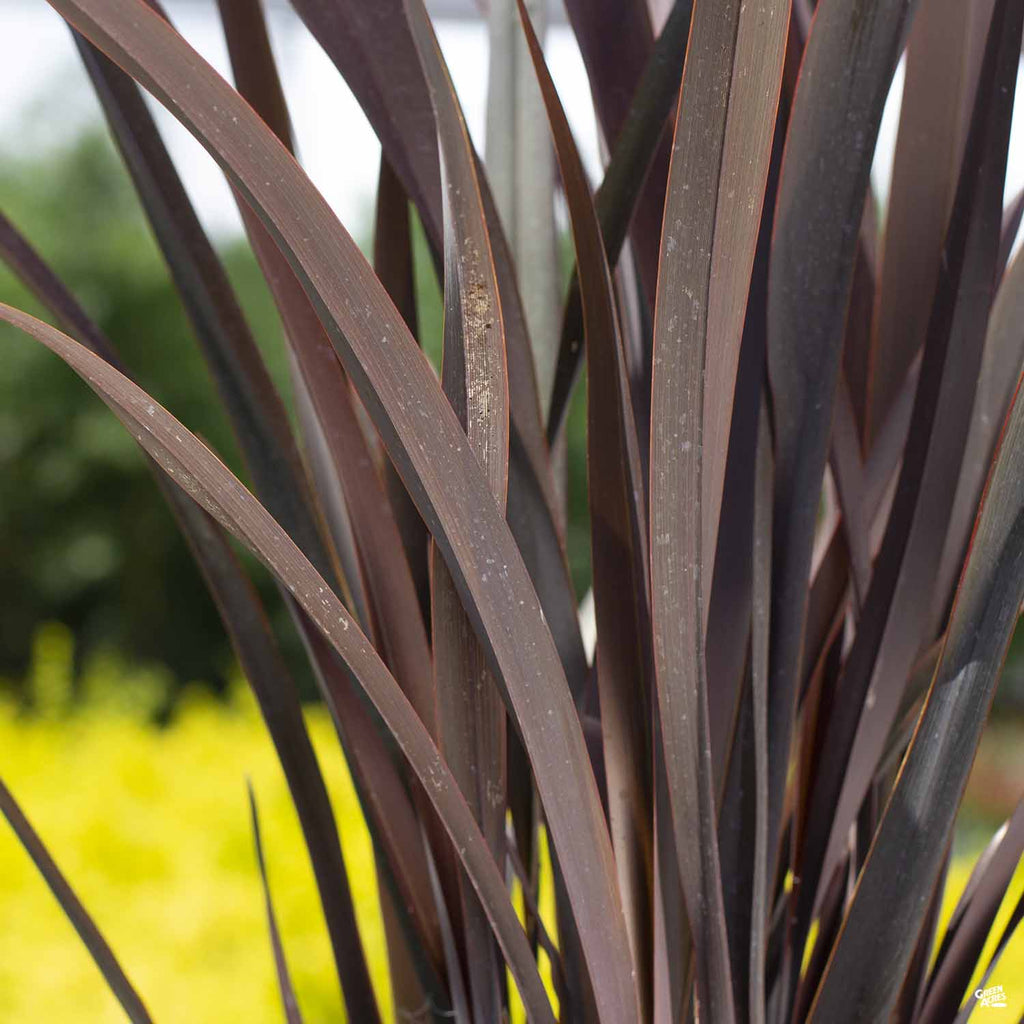 New Zealand Flax 'Dark Delight' Matsuda's — Green Acres Nursery & Supply