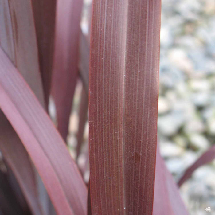 New Zealand Flax 'Dark Delight' Closeup