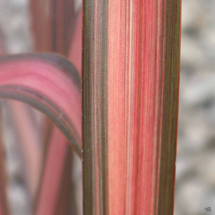New Zealand Flax 'Rainbow Warrior' Closeup