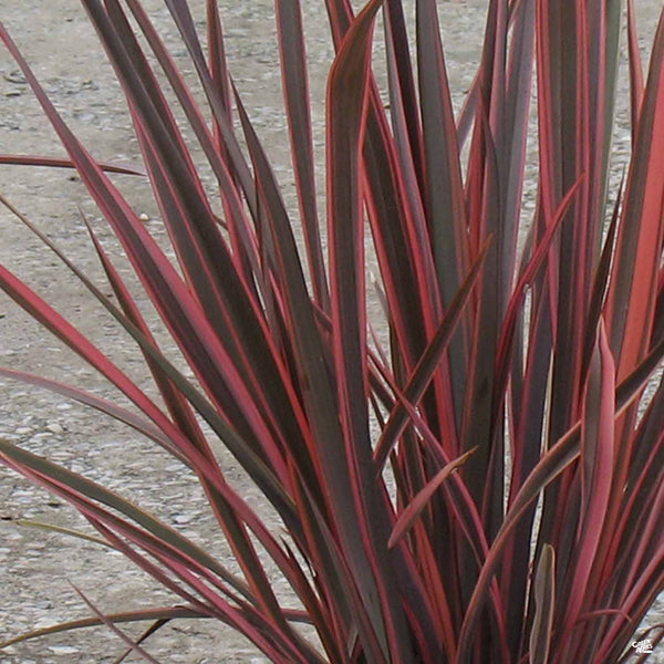 Phormium_Sundowner_600x600.jpg