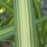 New Zealand Flax 'Yellow Wave' Closeup