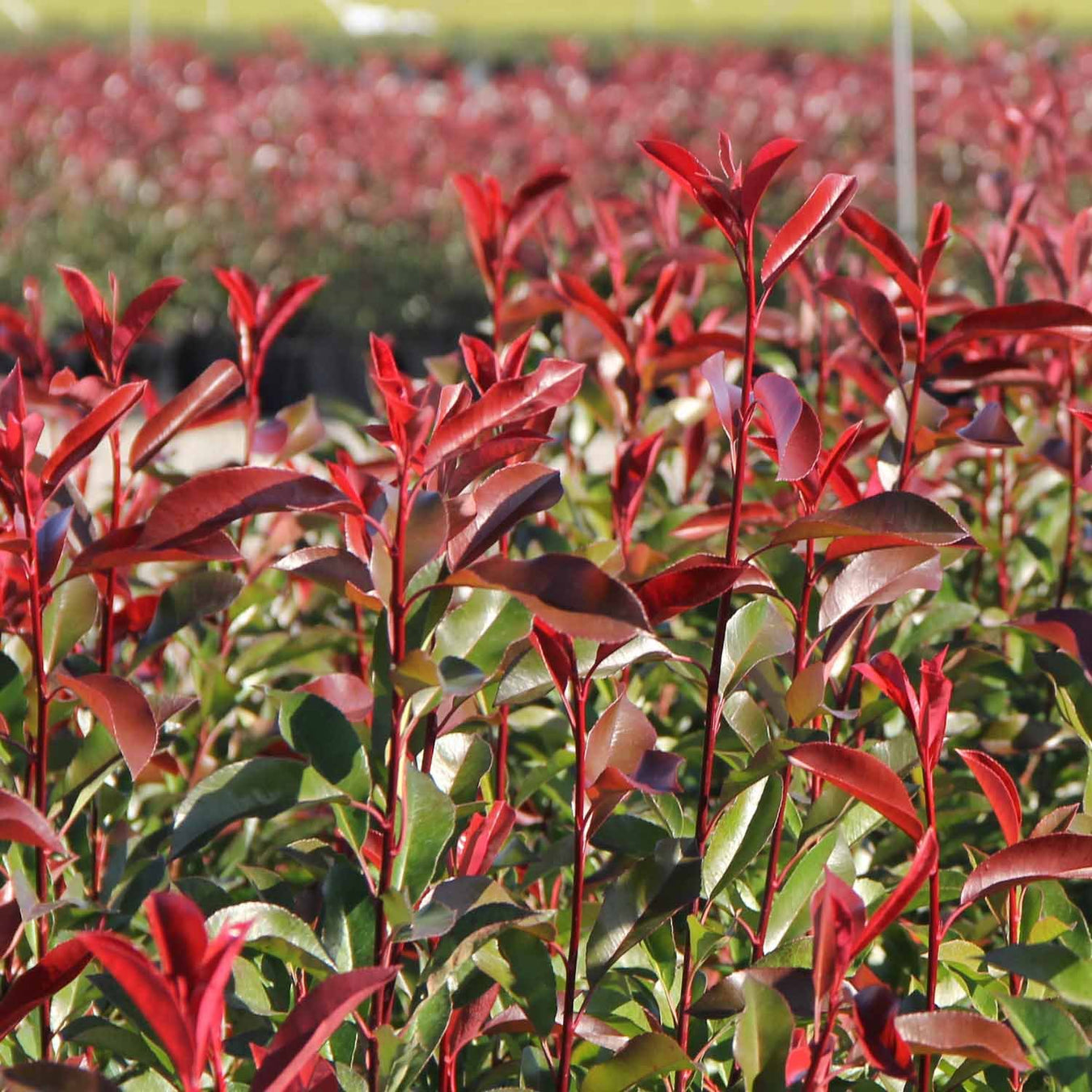 Start with the Basics | Red Tip Photinia