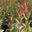 Red Tip Photinia