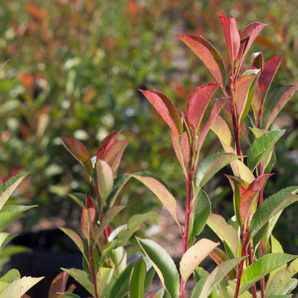 Red Tip Photinia Standard Trunk — Green Acres Nursery & Supply