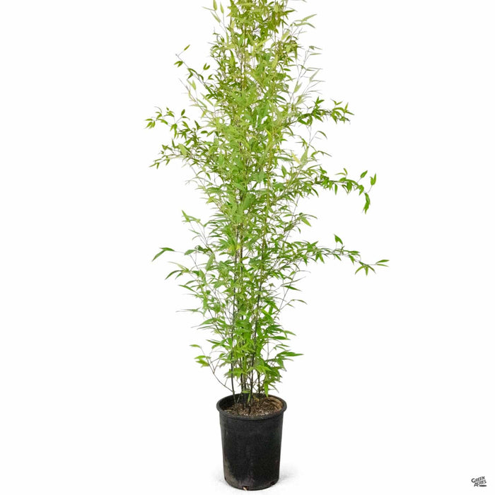 black bamboo house plant Black Bamboo — Green Acres Nursery & Supply