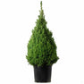 Dwarf Alberta Spruce — Green Acres Nursery & Supply