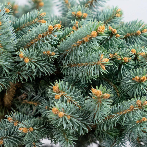 Globe Colorado Blue Spruce — Green Acres Nursery & Supply