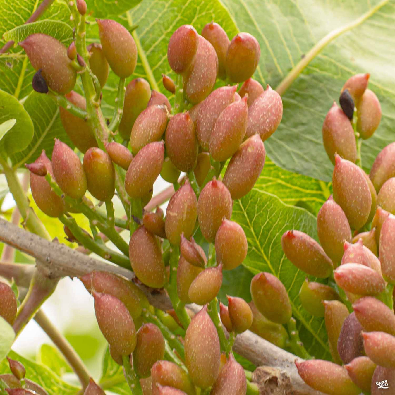 Pistachio Trees