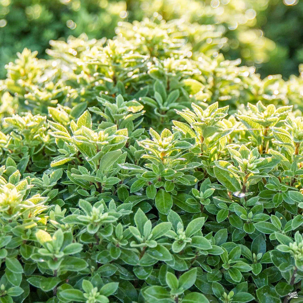 Beach Ball™ Black Stem Pittosporum — Green Acres Nursery & Supply