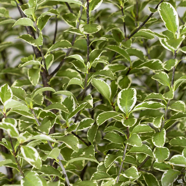 Pittosporum_MarjorieChannon2_6