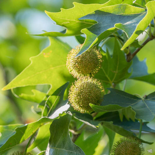 London Plane Tree 'Columbia'