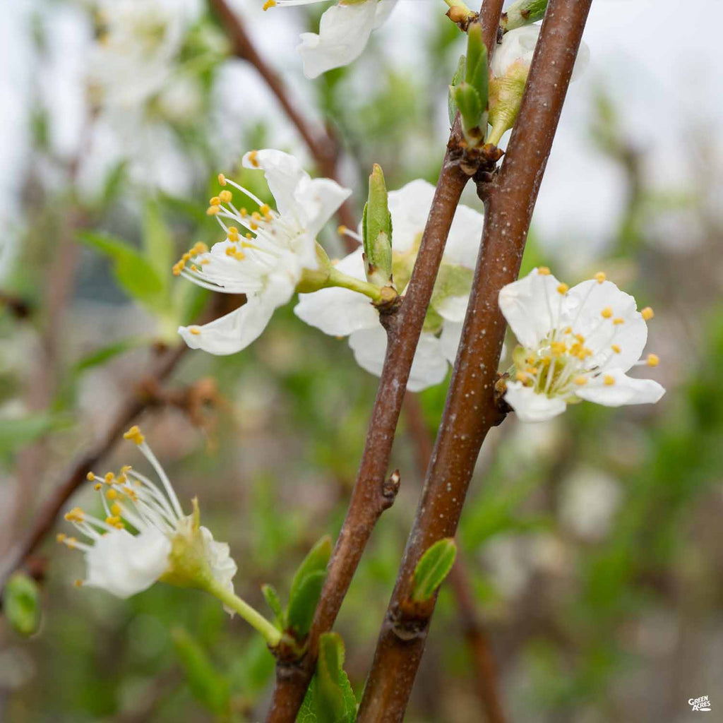Plum 'Santa Rosa' Bareroot — Green Acres Nursery & Supply