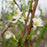 'Santa Rosa' Plum blossom
