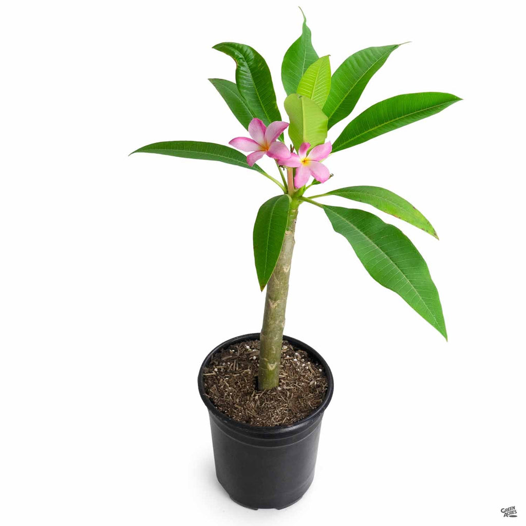 Tropical Plumeria — Green Acres Nursery & Supply