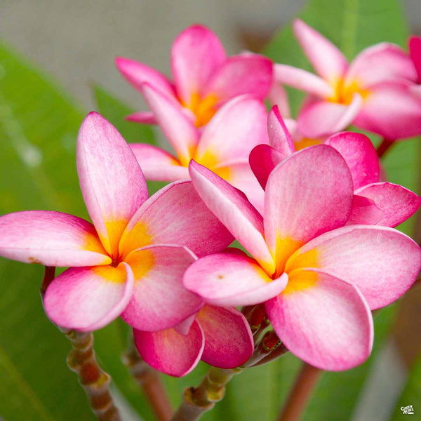 Tropical Plumeria — Green Acres Nursery & Supply