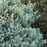 Icee Blue Podocarpus