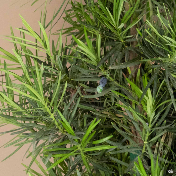 Shrubby Yew Pine 'Maki'