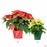 Poinsettia 6 inch and 4 inch comparison
