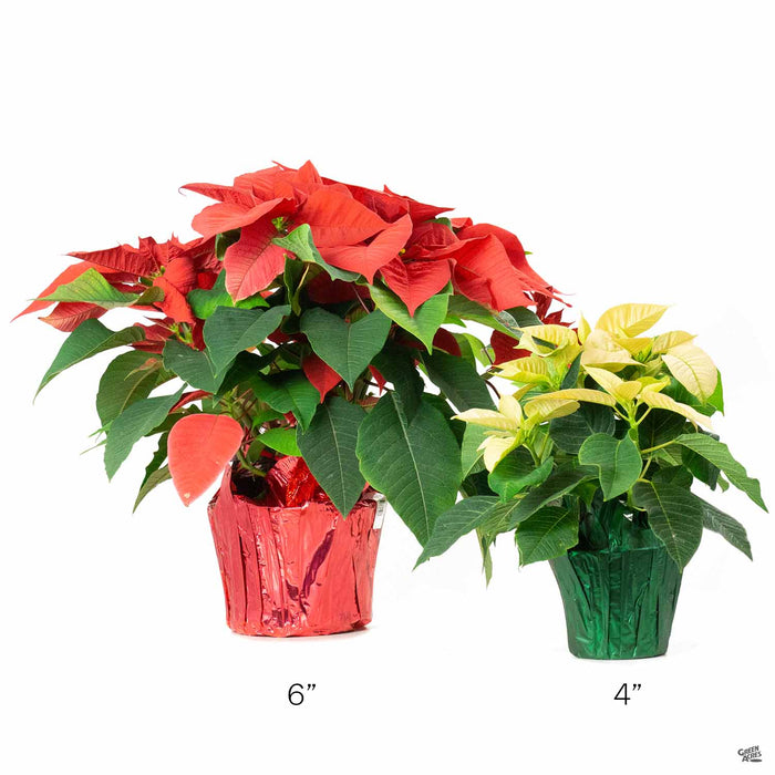 Poinsettia 6 inch and 4 inch comparison