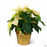 Beige Poinsettia 6 inch