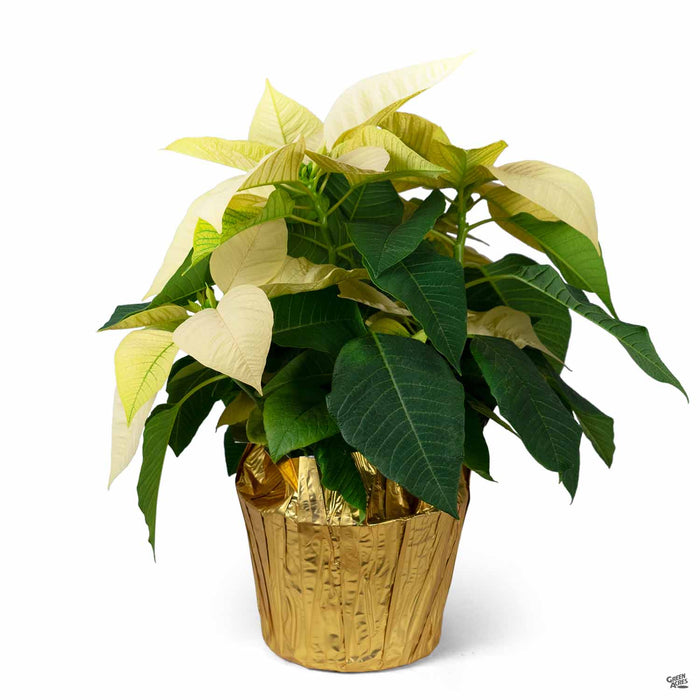 Beige Poinsettia 6 inch