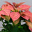 Eisley's Poinsettia 'Cinnamon Star'