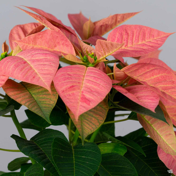 Eisley's Poinsettia 'Cinnamon Star'