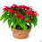 'Classic Red' Poinsettia 12 inch